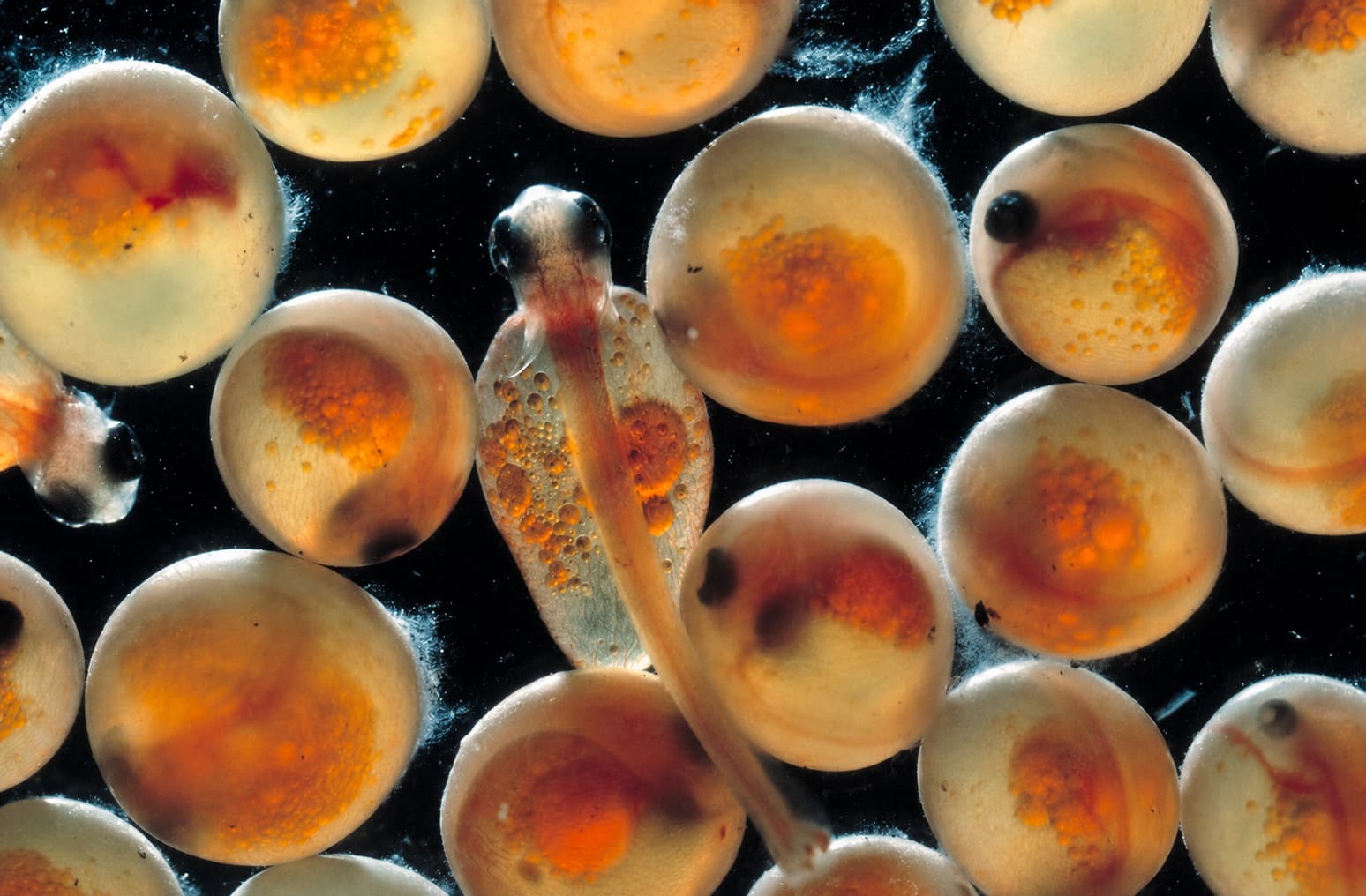 Hatching Systems